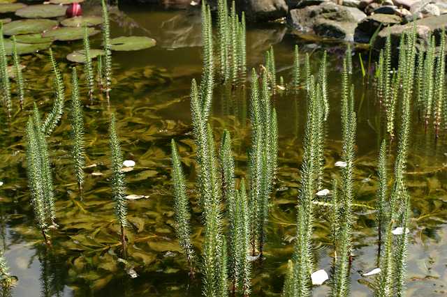 FH_VP_0082(lidsteng).JPG - Hyppuris vulgaris (lidsteng)