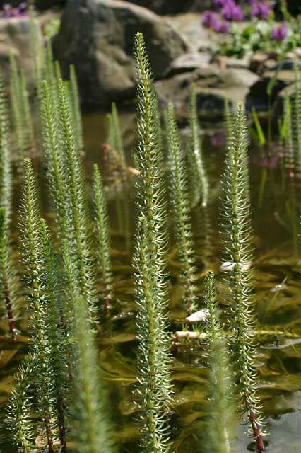 FH_VP_0083(lidsteng).JPG - Hyppuris vulgaris (lidsteng)