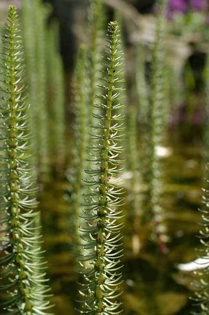FH_VP_0084(lidsteng).JPG - Hyppuris vulgaris (lidsteng)