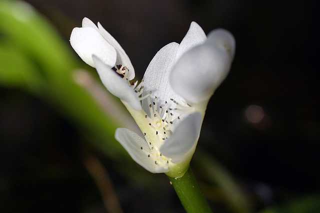 FH_VP_0105.jpg - Aponogeton distachyus (Kaapse waterlelie)