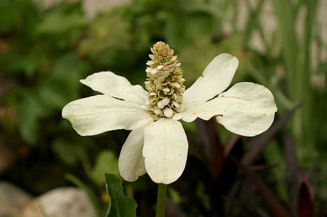 FH_VP_0106.jpg - Anemopsis californica