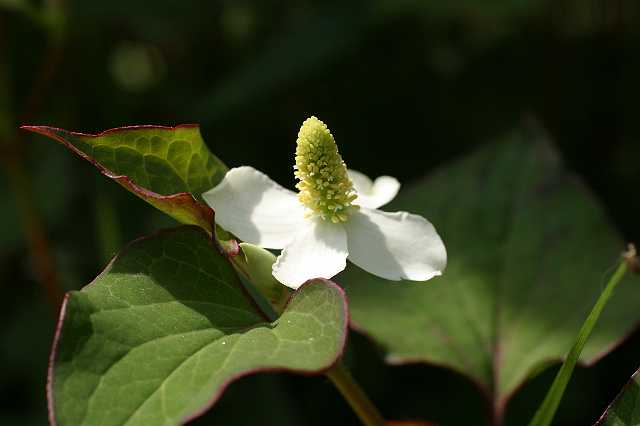 FH_VP_0107(houtteunia).jpg - Hottonia pallustris