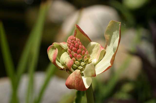 FH_VP_0110.jpg - Anemopsis californica